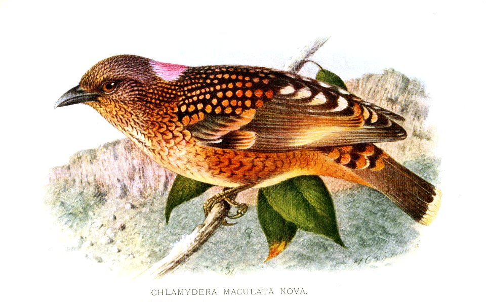 ChlamyderaMaculataGronvold