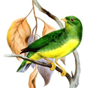 Chlorophonia flavirostris - Joseph Smit