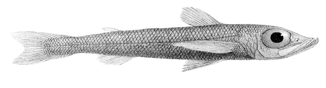 Chlorophthalmus agassizi2