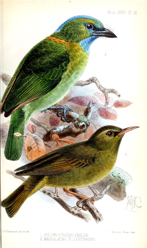 ChlorocharisMegalaemaKeulemans