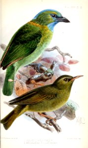 ChlorocharisMegalaemaKeulemans