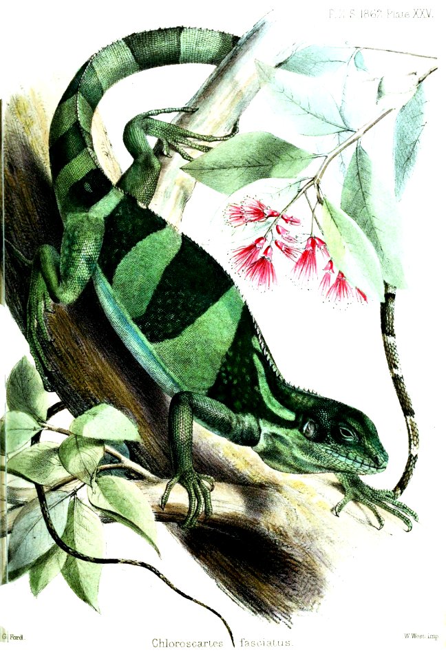 ChloroscartesFasciatusFord
