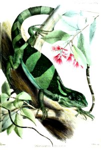 ChloroscartesFasciatusFord
