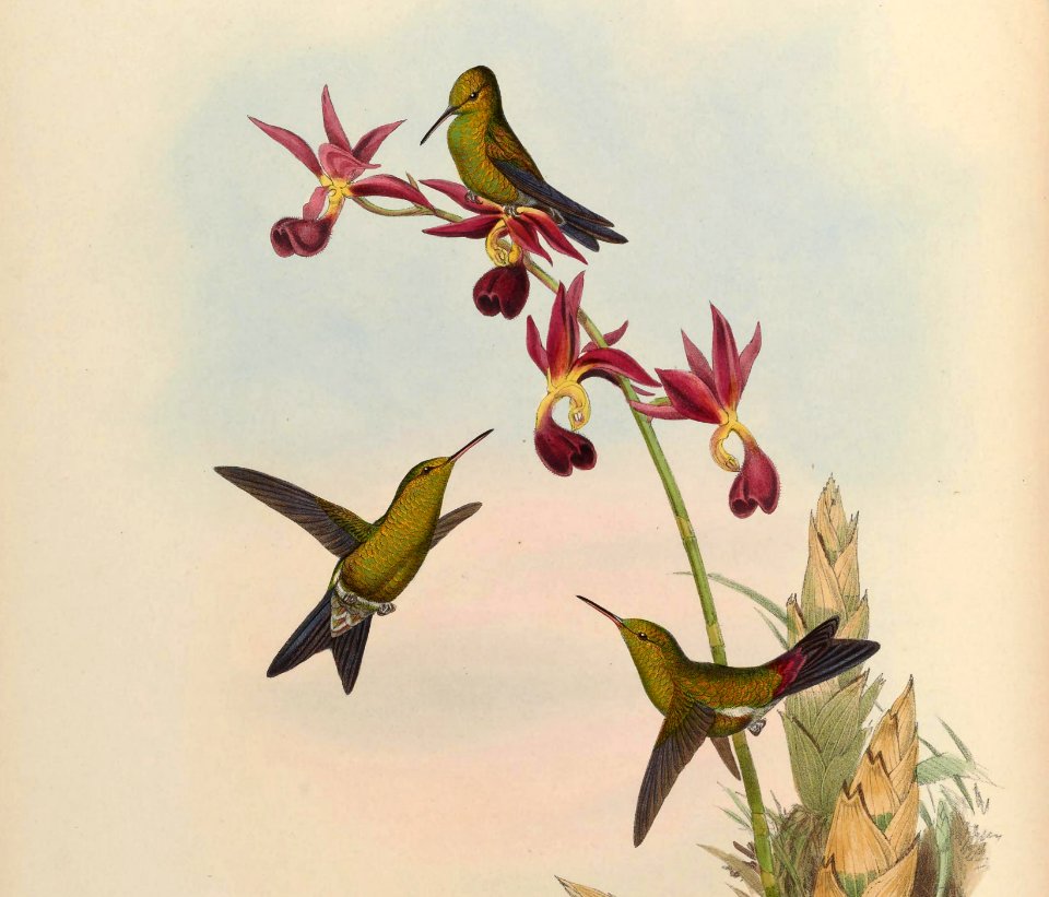 Chlorostilbon elegans (cropped)