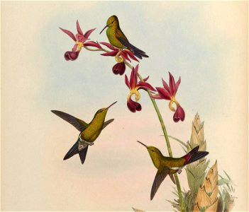 Chlorostilbon elegans (cropped)