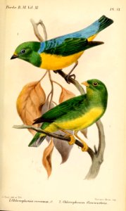 ChlorophoniaSmit