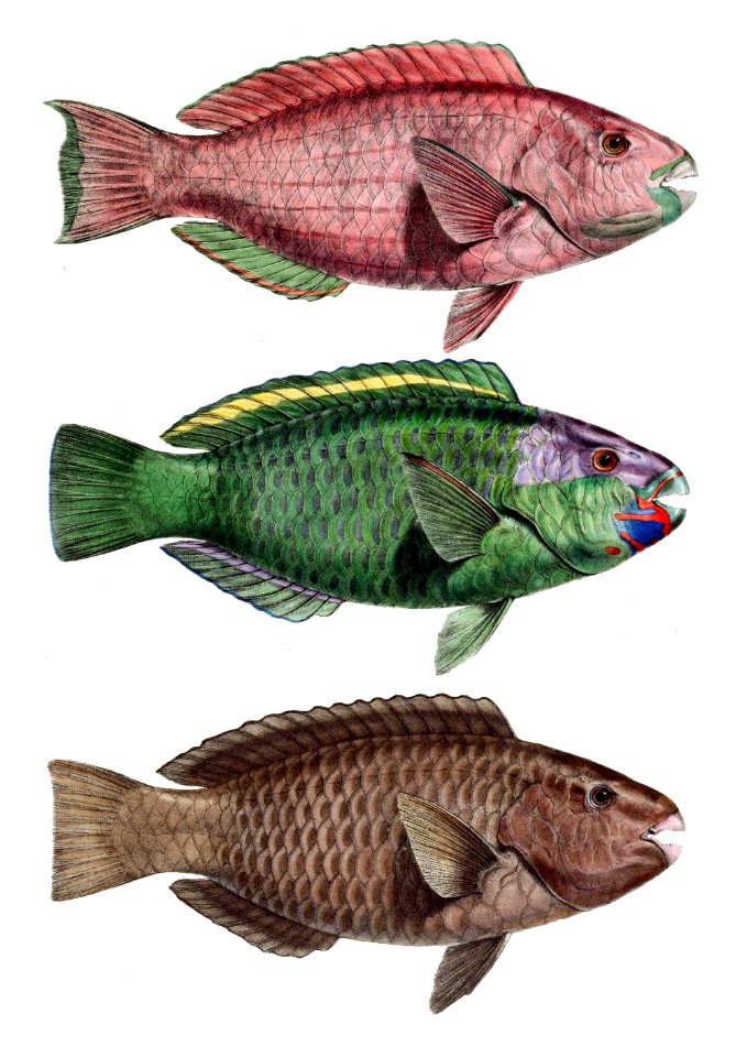 Chlorurus troschelii