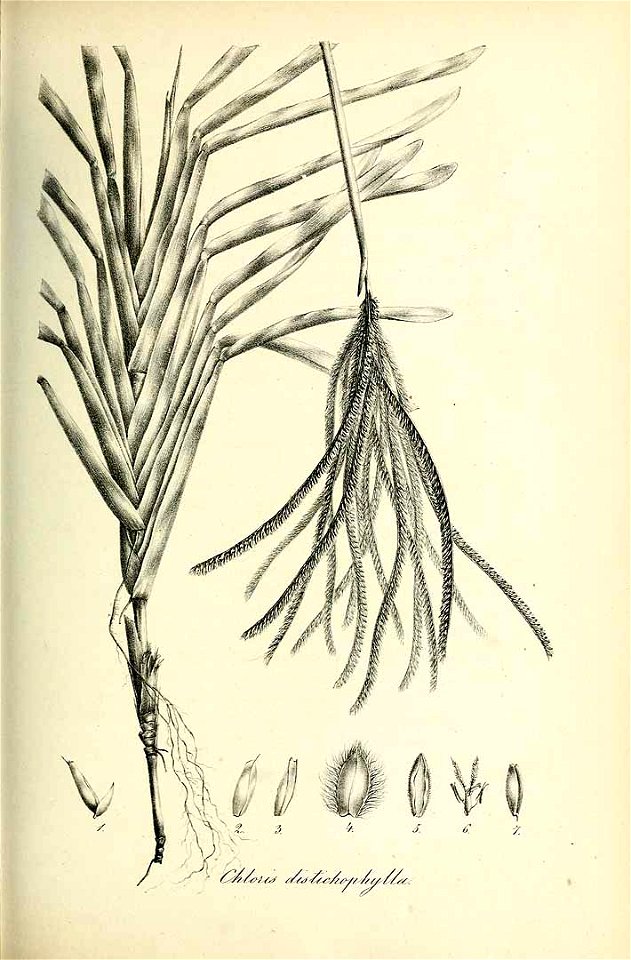Chloris distichophylla - Species graminum - Volume 3