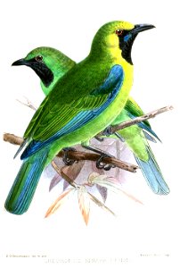 ChloropsisKinabaluensisKeulemans