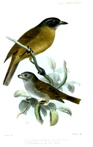 ChlorospingusSpermophilaSmit