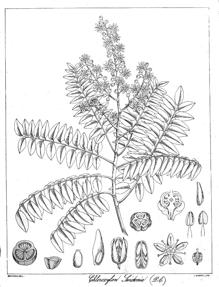 Chloroxylon swietenia Govindoo