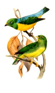 ChlorophoniaSmit clean