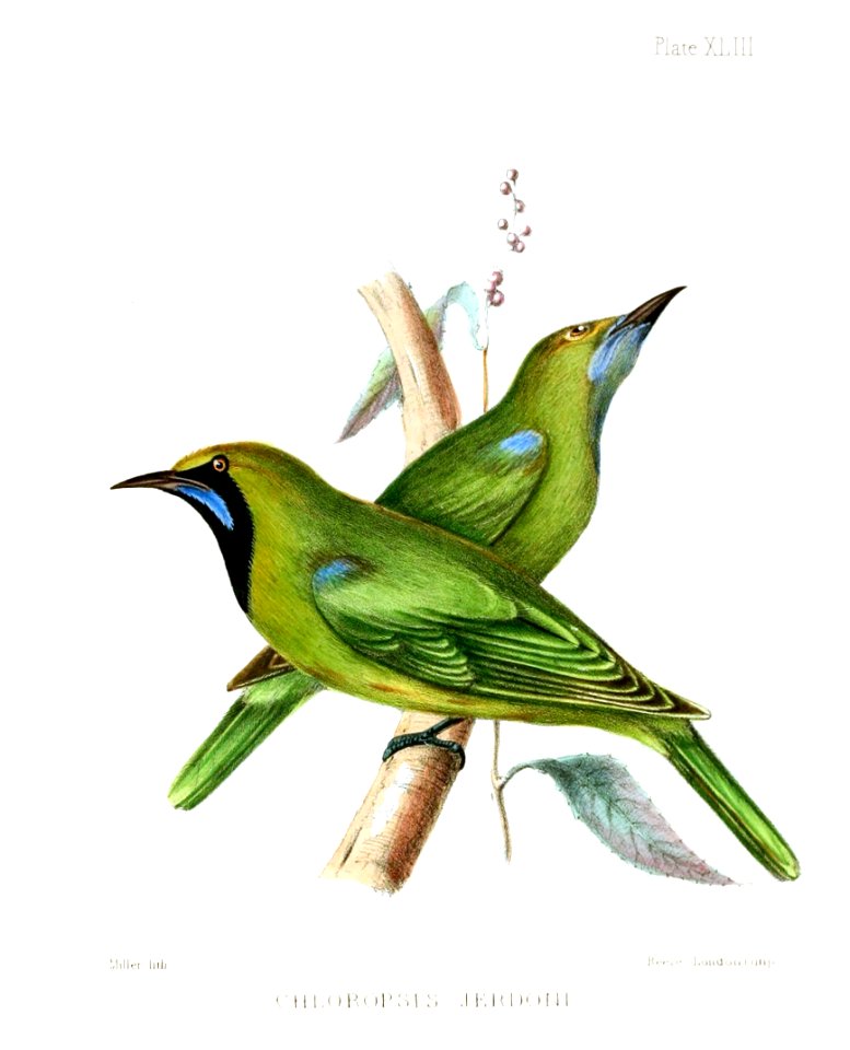 ChloropsisJerdoni