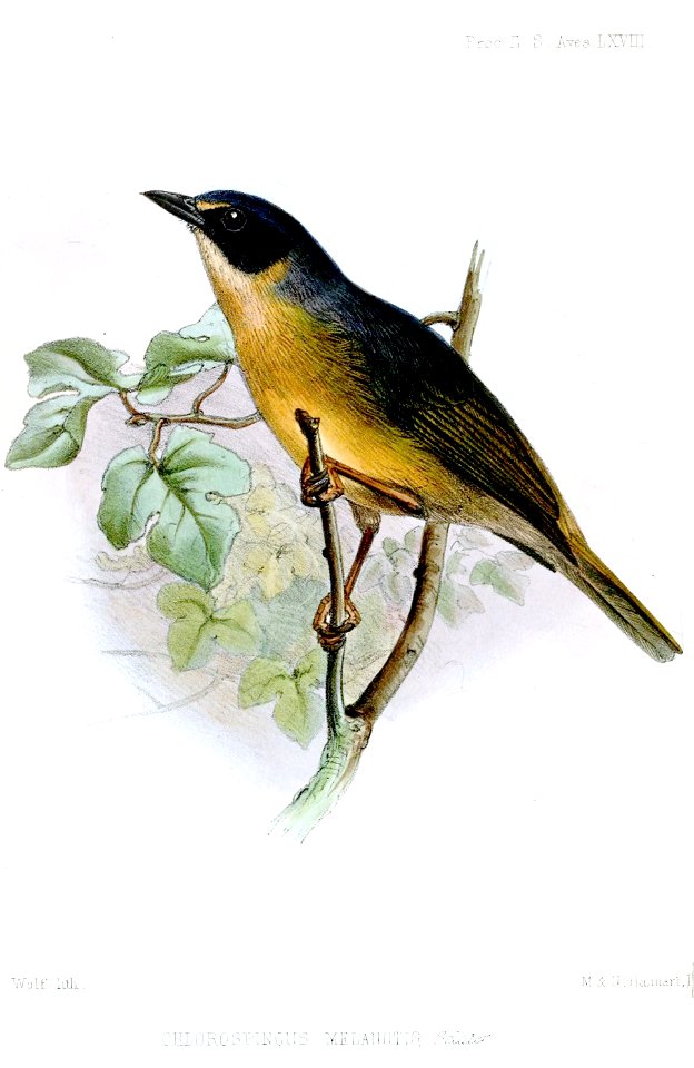 ChlorospingusMelanotisWolf