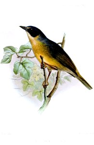 ChlorospingusMelanotisWolf