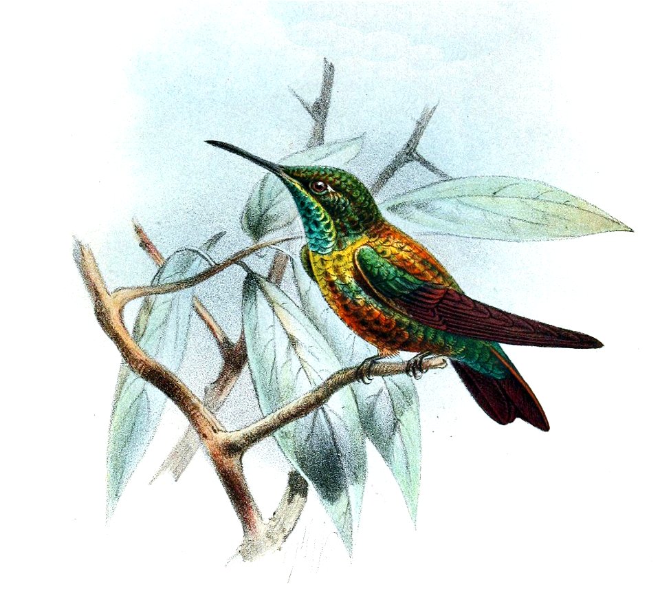 Chlorostilbon mellisugus peruanus Keulemans