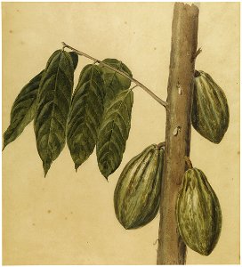 Chocolate tree, da Coleção Brasiliana Iconográfica