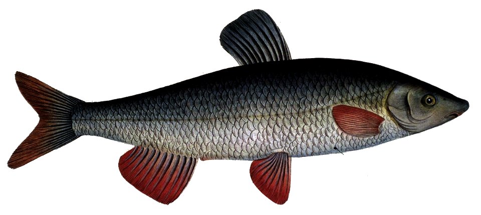 Chondrostoma nasus