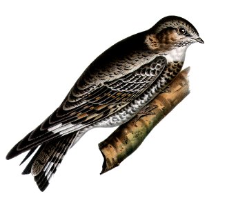 Chordeiles acutipennis texensisAQBIP06CA