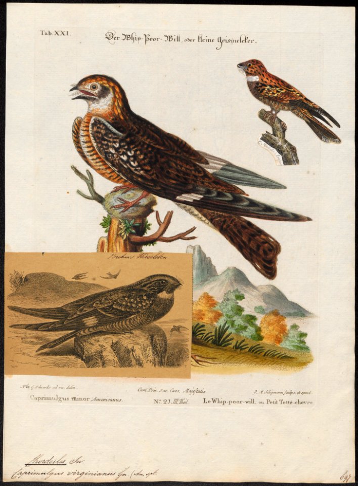 Chordeiles virginianus - 1700-1880 - Print - Iconographia Zoologica - Special Collections University of Amsterdam - UBA01 IZ16700067