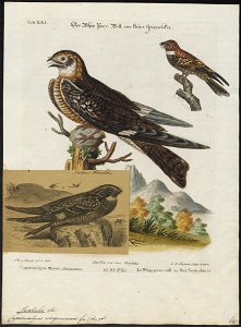 Chordeiles virginianus - 1700-1880 - Print - Iconographia Zoologica - Special Collections University of Amsterdam - UBA01 IZ16700067. Free illustration for personal and commercial use.