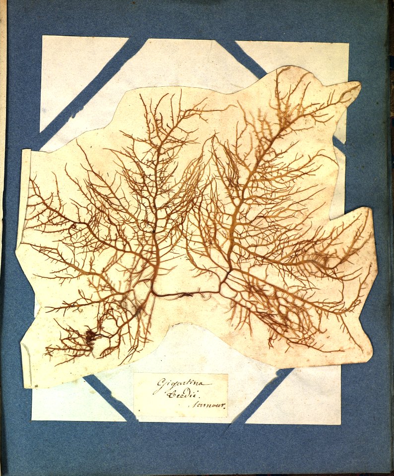 Chondracanthus teedei