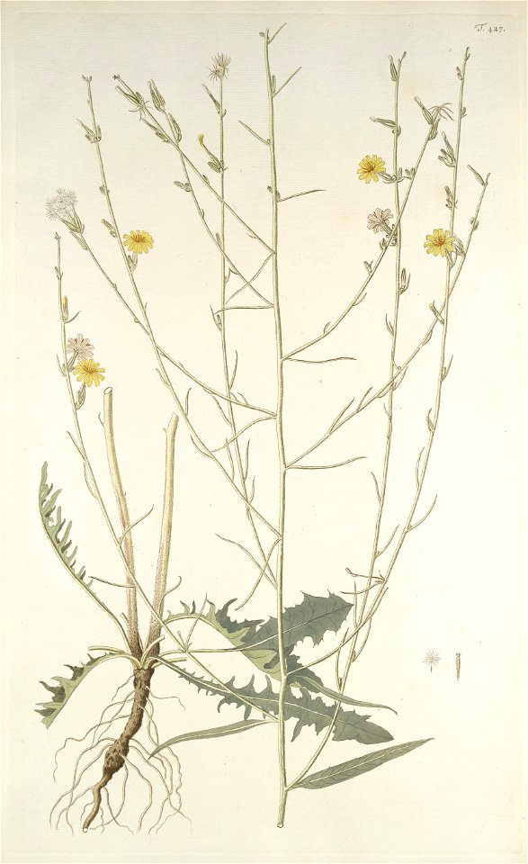 Chondrilla juncea