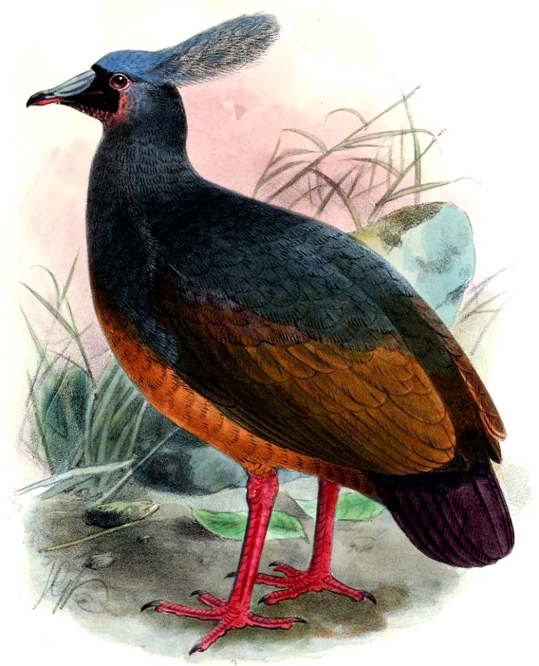 Choiseul Crested Pigeon