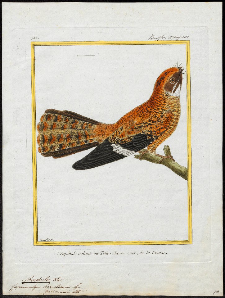 Chordeiles brasiliensis - 1700-1880 - Print - Iconographia Zoologica - Special Collections University of Amsterdam - UBA01 IZ16700071