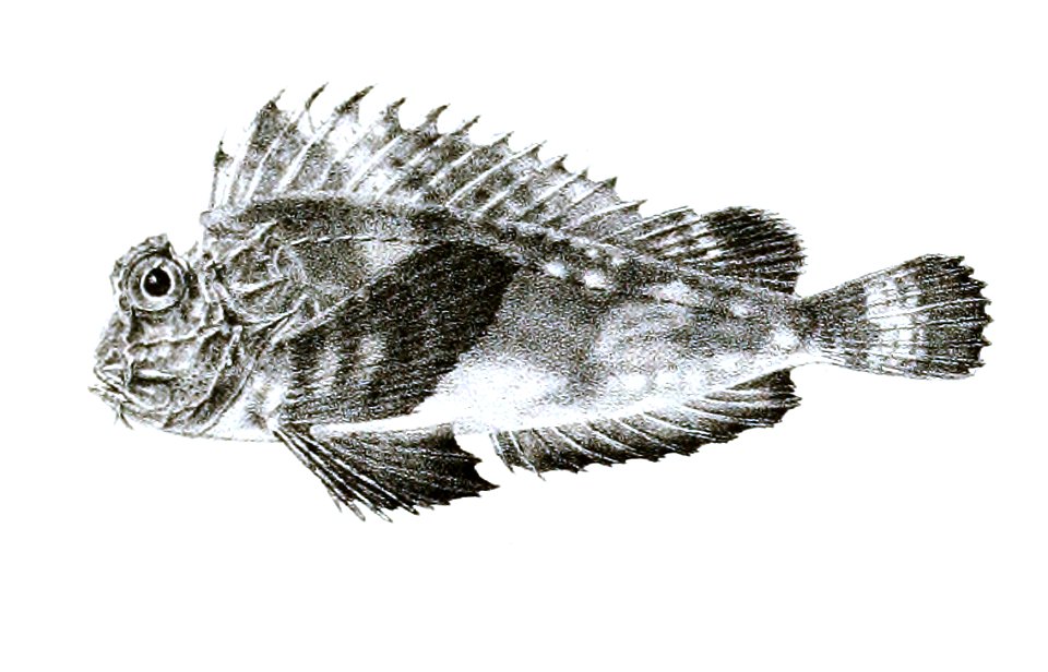 Choridactylus multibarbis Ford 39