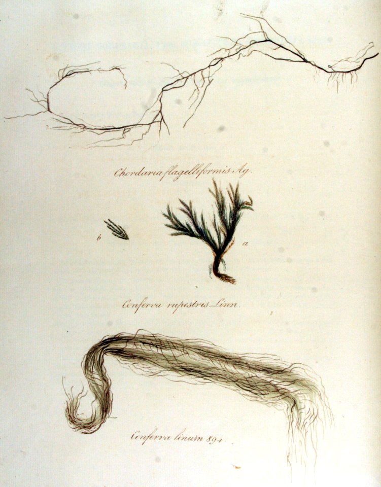 Chordaria flagelliformis — Flora Batava — Volume v12