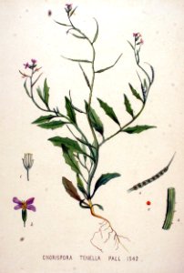 Chorispora tenella — Flora Batava — Volume v20. Free illustration for personal and commercial use.