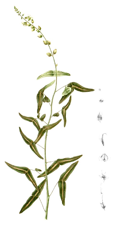 Christia vespertilionis Blanco1.201-cropped