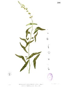 Christia vespertilionis Blanco1.201