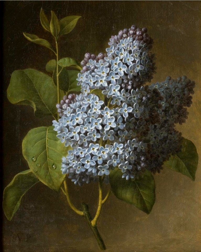 Christiaen van Pol - Lilac Blossoms Cat713