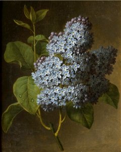 Christiaen van Pol - Lilac Blossoms Cat713