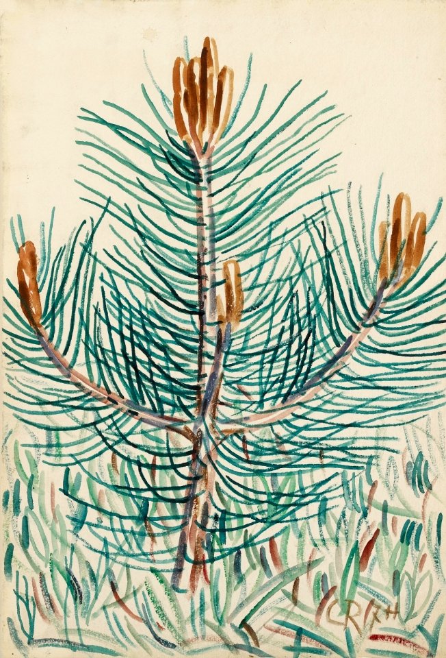 Christian Rohlfs Junge Kiefer 1907