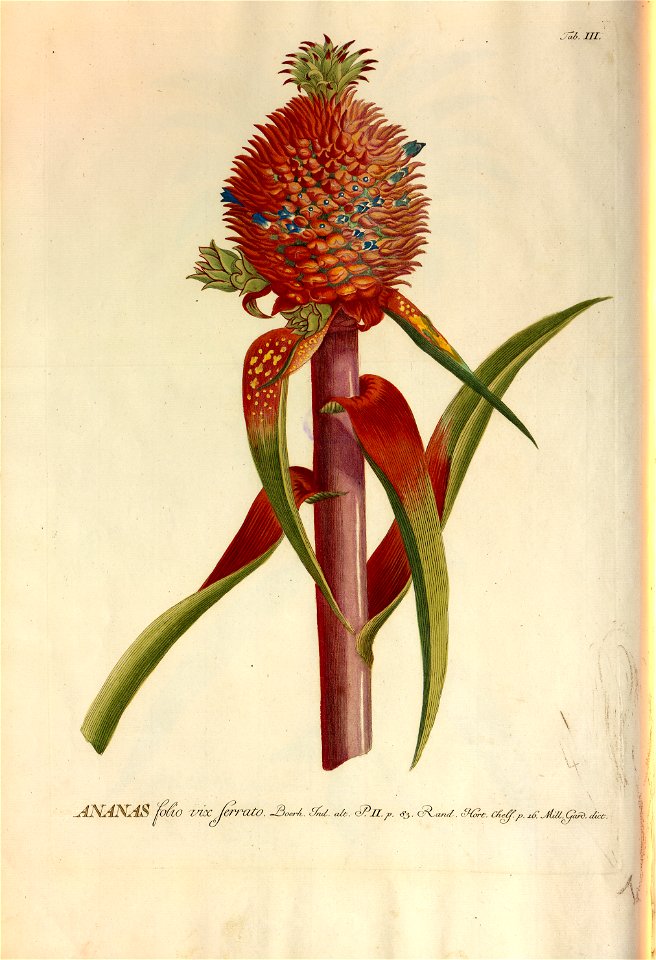 Christoph Jakob Trew - Plantae selectae quarum imagines ad exemplaria naturalia Londini - 1765 - 004