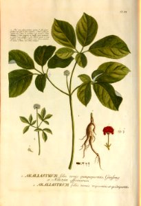 Christoph Jakob Trew - Plantae selectae quarum imagines ad exemplaria naturalia Londini - 1765 - 007