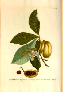 Christoph Jakob Trew - Plantae selectae quarum imagines ad exemplaria naturalia Londini - 1765 - 006