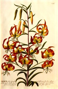 Christoph Jakob Trew - Plantae selectae quarum imagines ad exemplaria naturalia Londini - 1765 - 012