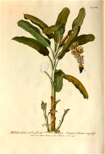 Christoph Jakob Trew - Plantae selectae quarum imagines ad exemplaria naturalia Londini - 1765 - 019