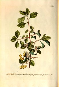 Christoph Jakob Trew - Plantae selectae quarum imagines ad exemplaria naturalia Londini - 1765 - 018