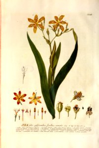 Christoph Jakob Trew - Plantae selectae quarum imagines ad exemplaria naturalia Londini - 1765 - 052