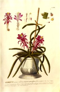 Christoph Jakob Trew - Plantae selectae quarum imagines ad exemplaria naturalia Londini - 1765 - 030