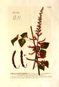 Christoph Jakob Trew - Plantae selectae quarum imagines ad exemplaria naturalia Londini - 1765 - 058