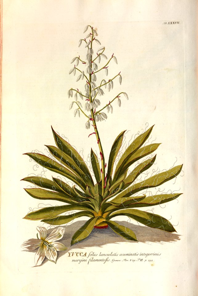 Christoph Jakob Trew - Plantae selectae quarum imagines ad exemplaria naturalia Londini - 1765 - 037