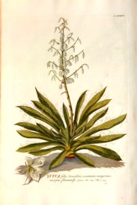Christoph Jakob Trew - Plantae selectae quarum imagines ad exemplaria naturalia Londini - 1765 - 037
