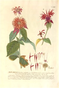 Christoph Jakob Trew - Plantae selectae quarum imagines ad exemplaria naturalia Londini - 1765 - 064