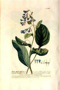 Christoph Jakob Trew - Plantae selectae quarum imagines ad exemplaria naturalia Londini - 1765 - 042